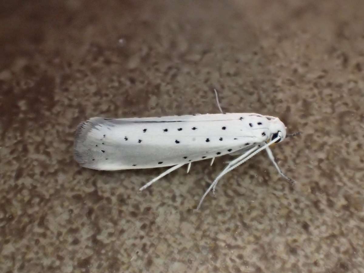 Willow Ermine (Yponomeuta rorrella) photographed in Kent by Dave Shenton 