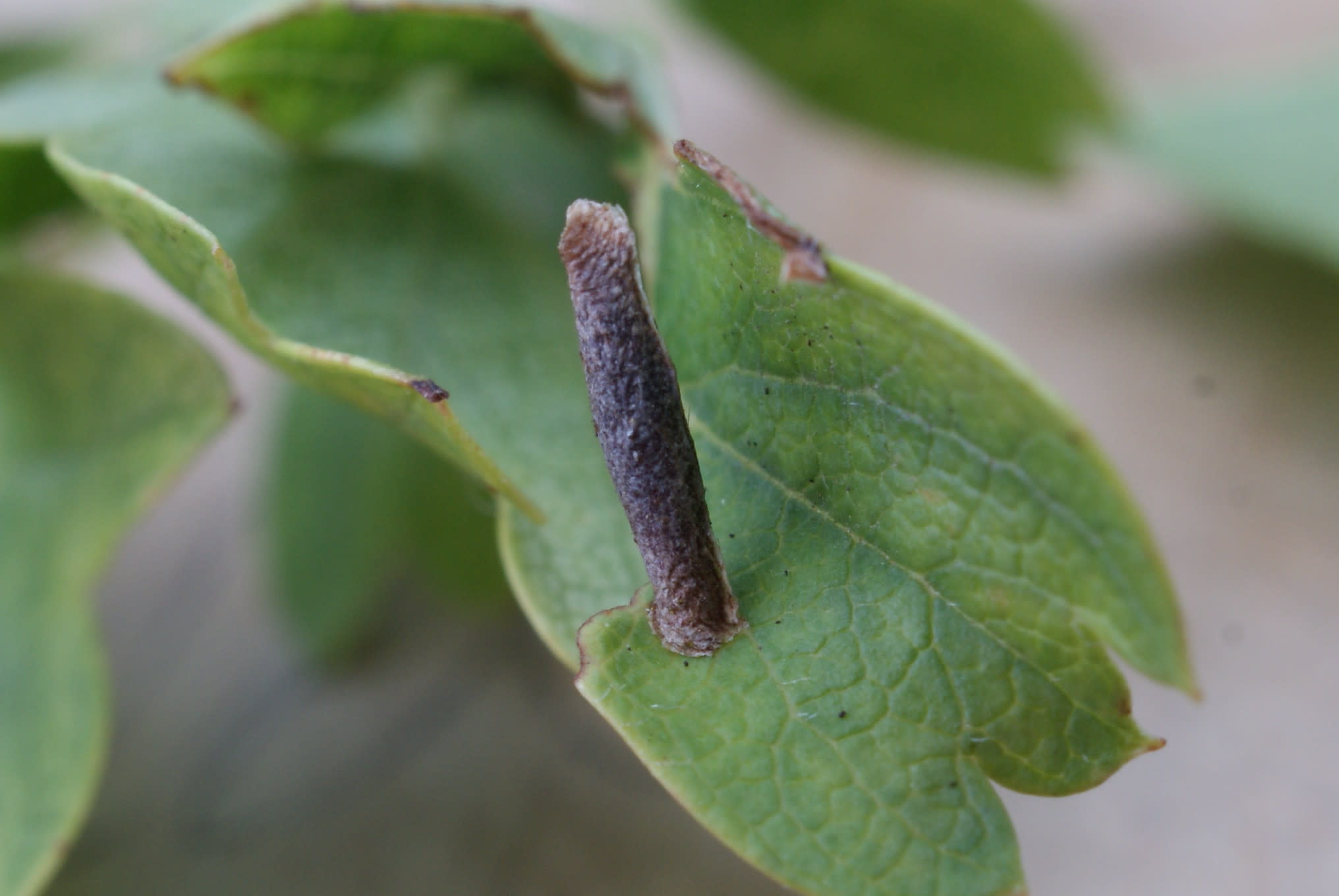 Black-stigma Case-bearer (Coleophora hemerobiella) photographed at Aylesham by Dave Shenton 