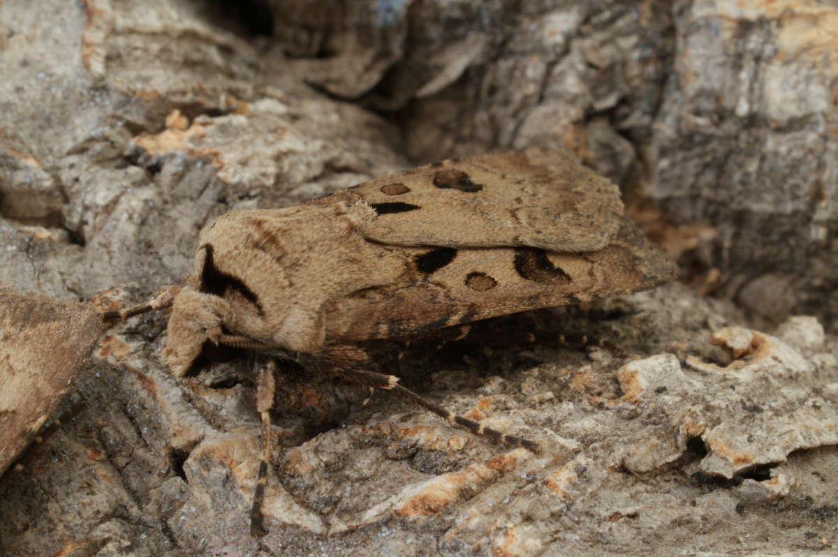 Heart & Dart (Agrotis exclamationis) photographed at Aylesham  by Dave Shenton 