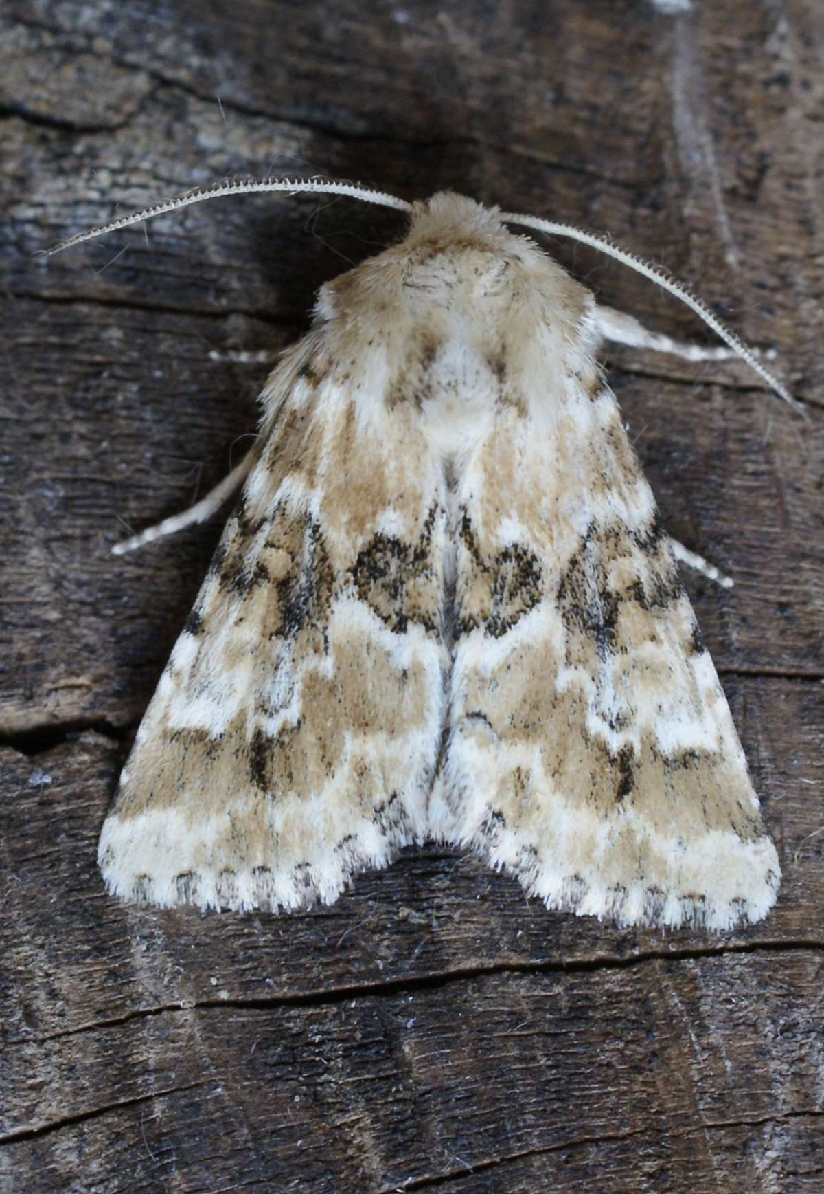 Dusky Sallow (Eremobia ochroleuca) photographed in Kent by Dave Shenton