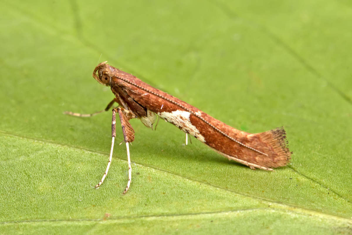 White-triangle Slender (Caloptilia stigmatella) photographed in Kent by Peter Maton 