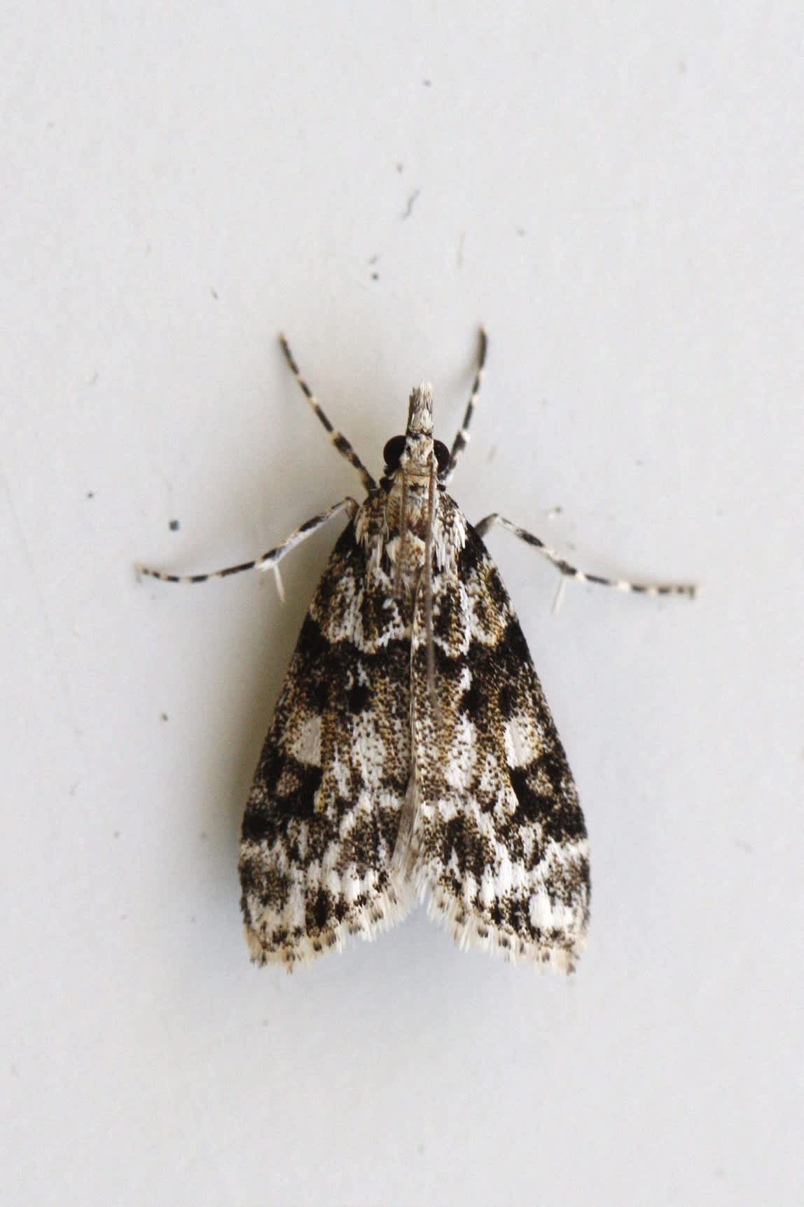 Pied Grey (Eudonia delunella) photographed in Kent by Josh Jones