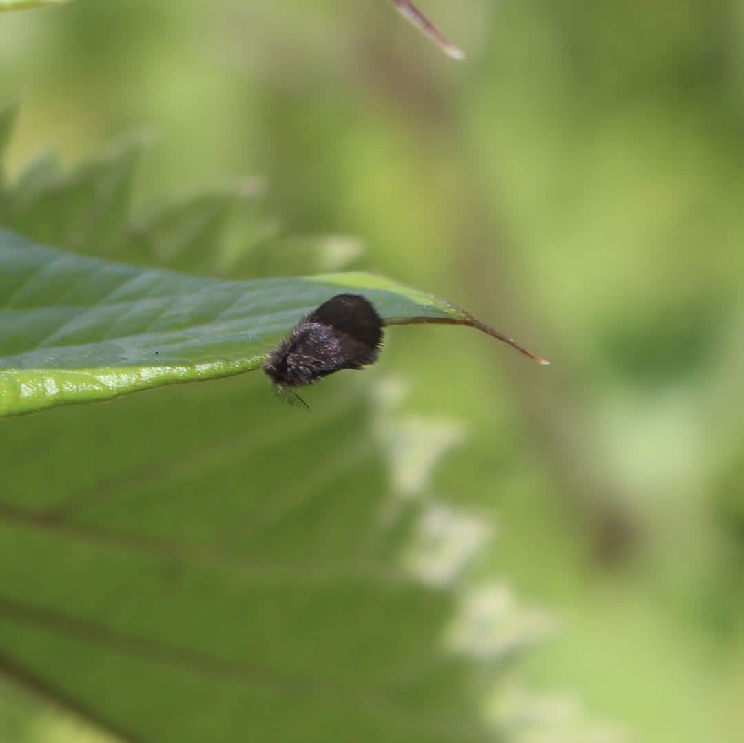 Round-winged Bagworm (Epichnopterix plumella) photographed in Kent by Colin Brotherwood