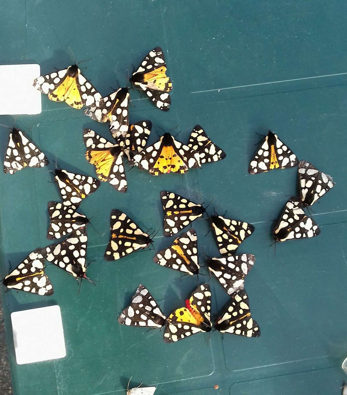 Cream-spot Tiger (Arctia villica) photographed at Dungeness  by James Hunter 