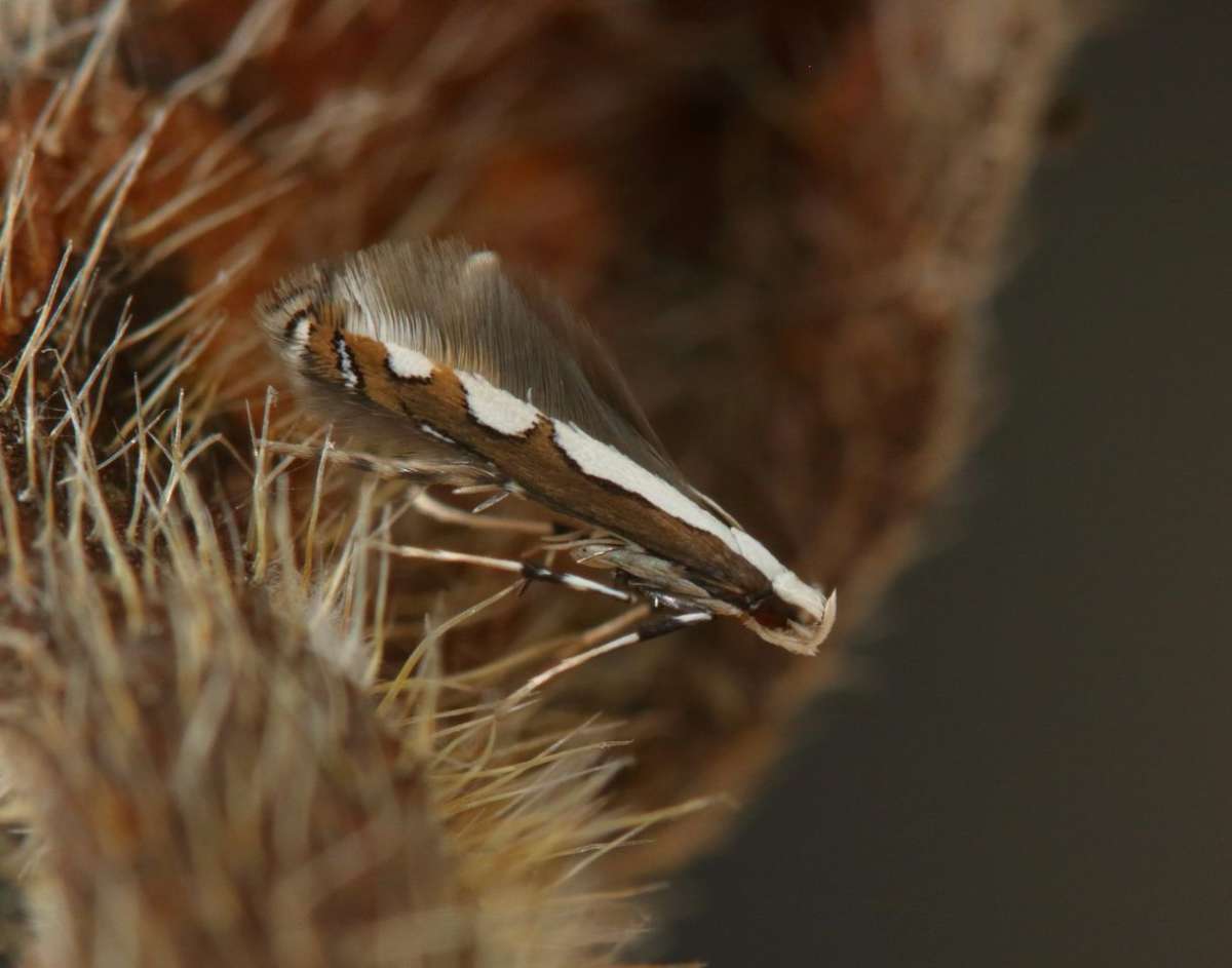 Echium Leaf-miner (Dialectica scalariella) photographed at Dungeness  by Will Langdon 