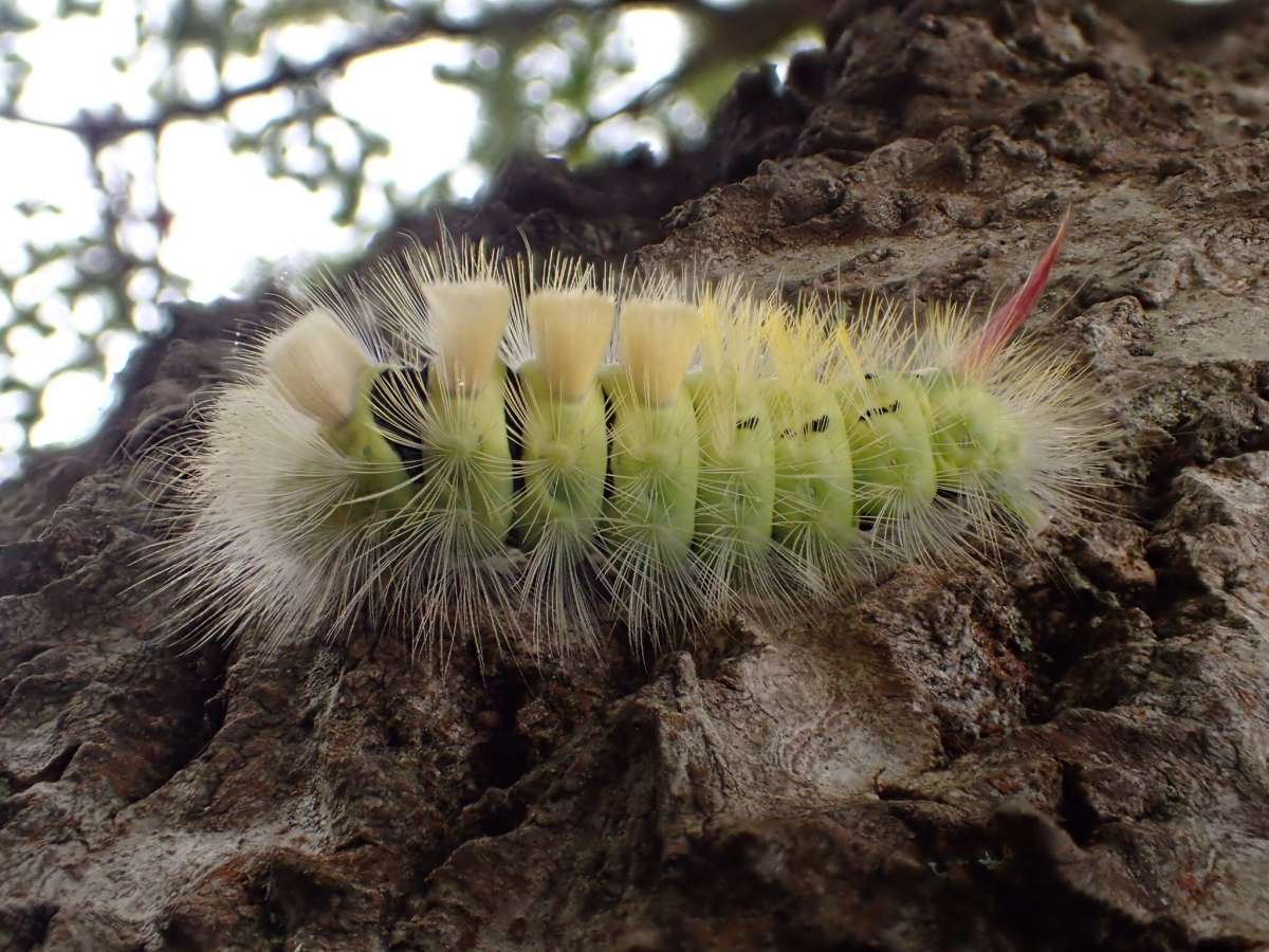 Pale Tussock (Calliteara pudibunda) photographed at Hothfield  by Dave Shenton 