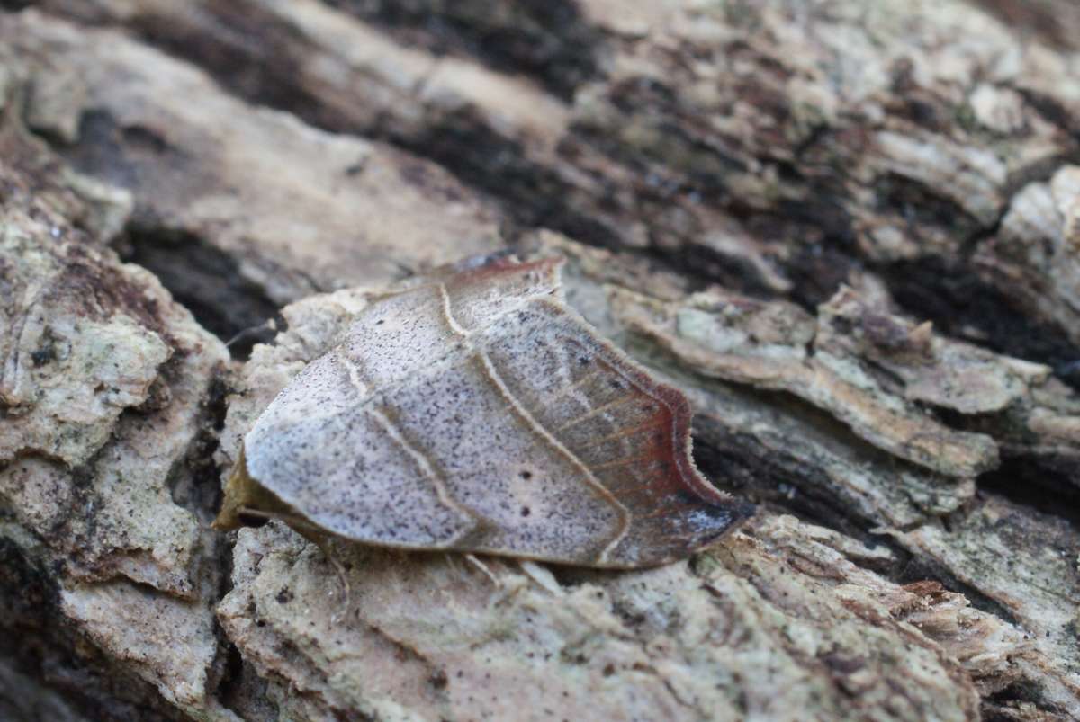 Beautiful Hook-tip (Laspeyria flexula) photographed at Aylesham  by Dave Shenton 