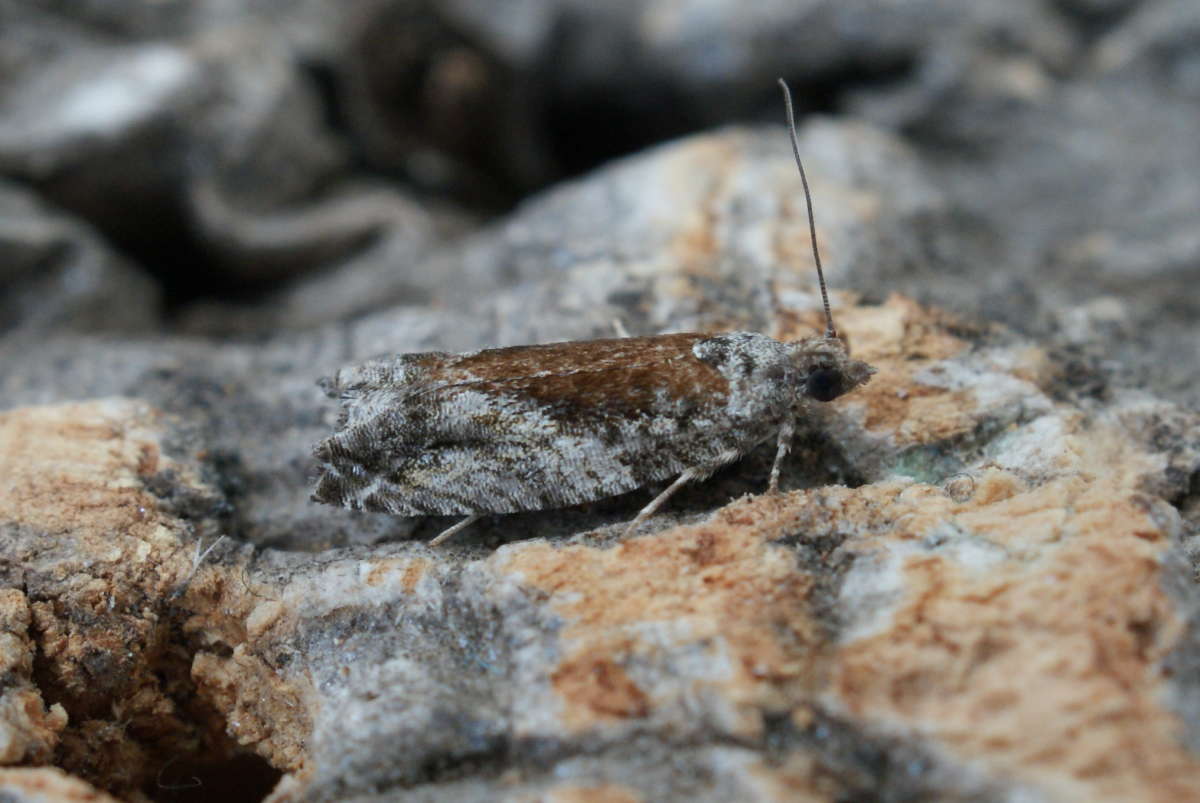 Grey Poplar Bell (Epinotia nisella) photographed at Aylesham  by Dave Shenton 