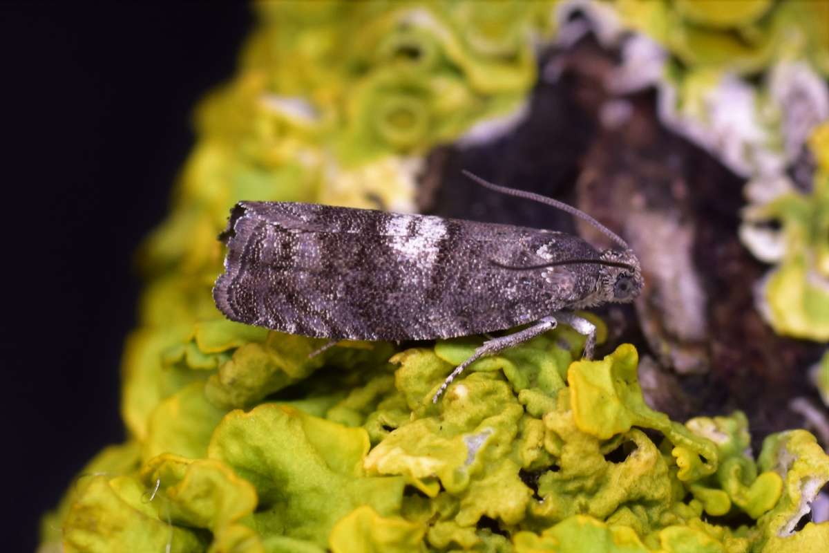 Obscure Birch Piercer (Pammene obscurana) photographed in Kent by Antony Wren