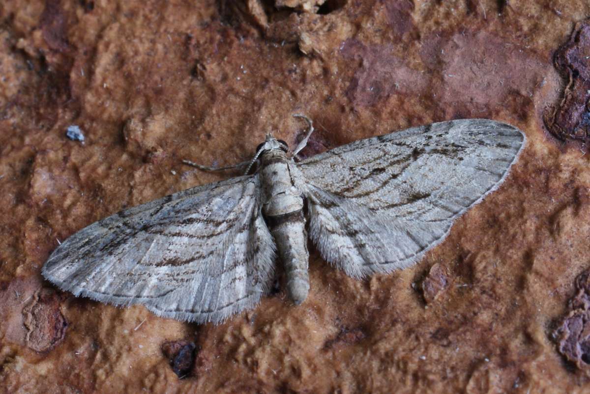 Cypress Pug (Eupithecia phoeniceata) photographed at Aylesham  by Dave Shenton