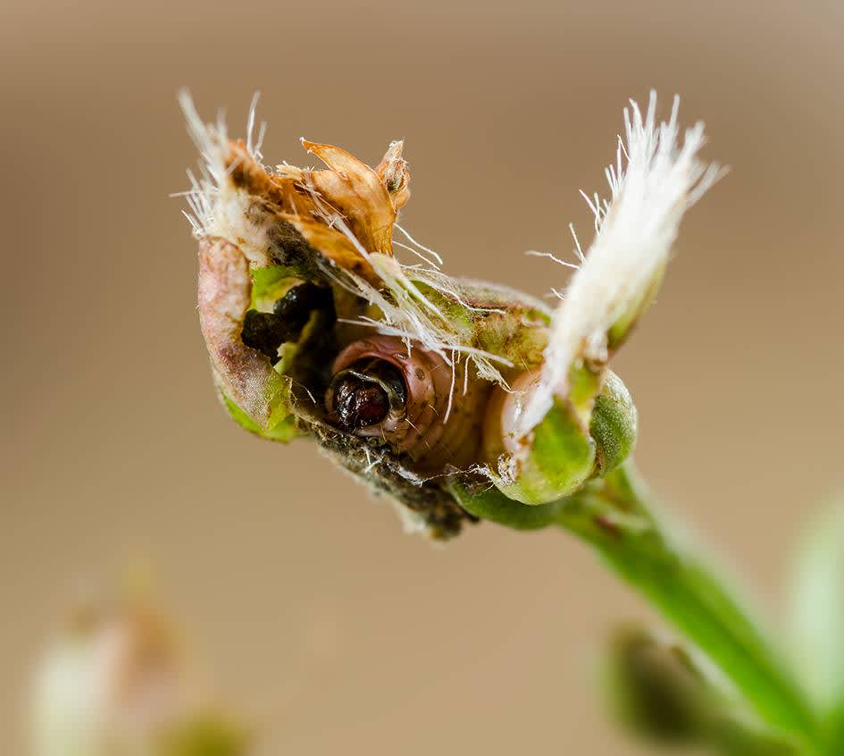 Saltmarsh Bell (Eucosma tripoliana) photographed at Shellness by Darren Taylor