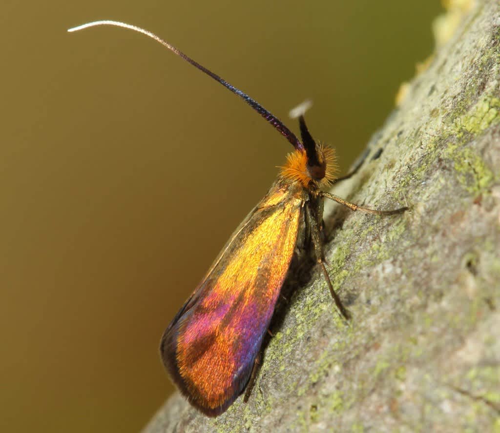 Coppery Long-horn (Nemophora cupriacella) photographed in Kent by David Beadle 