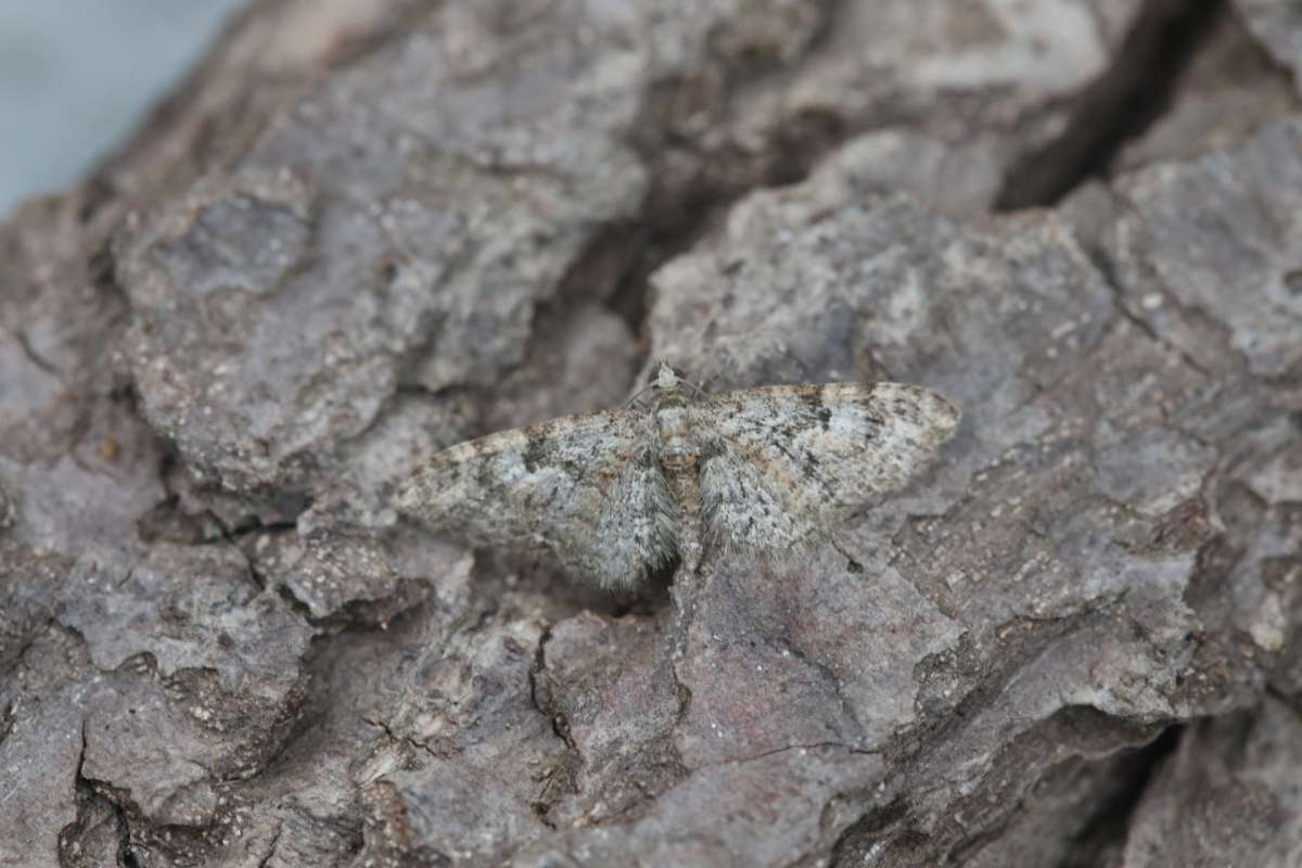 Oak-tree Pug (Eupithecia dodoneata) photographed in Kent by Dennis Tayler