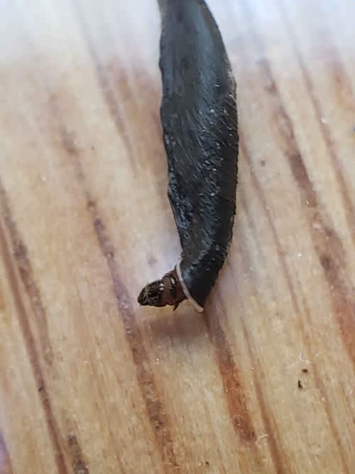 Ling Case-bearer (Coleophora pyrrhulipennella) photographed in Kent by Phil Ambler 