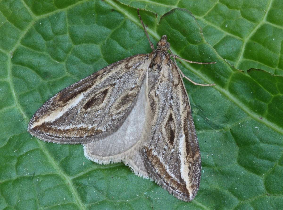 The Streak (Chesias legatella) photographed in Kent by Peter Maton 