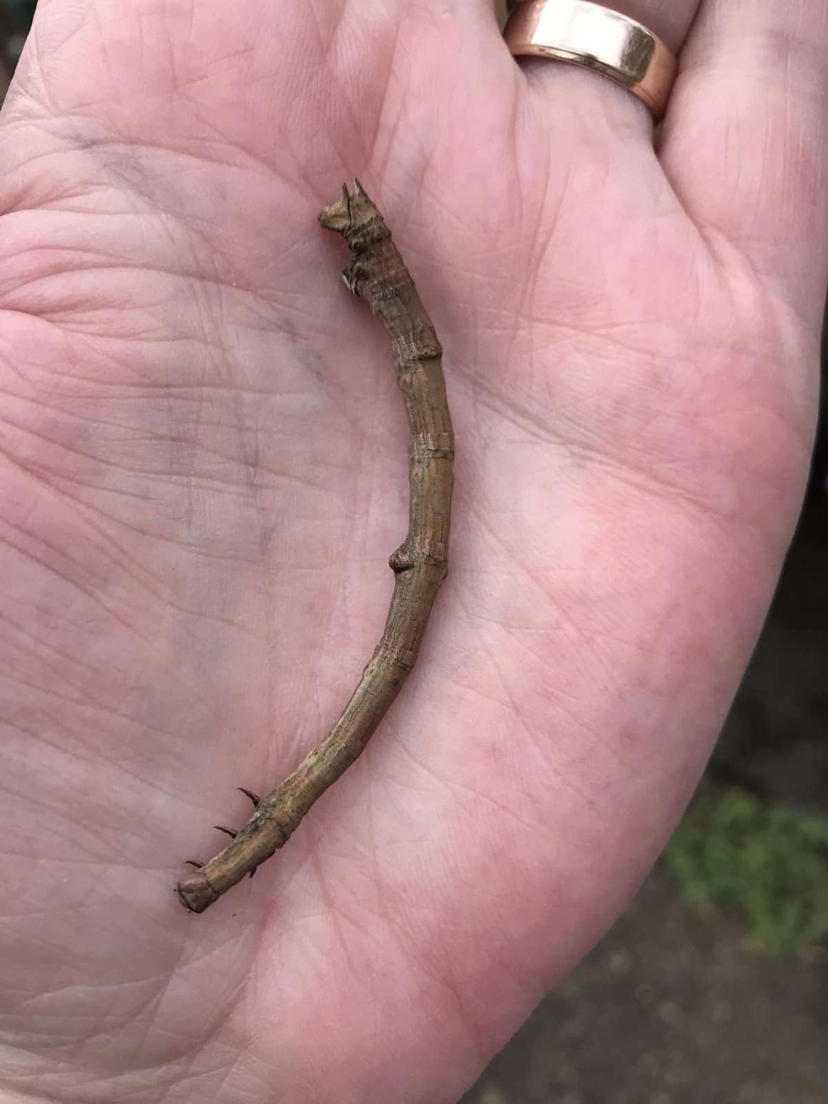 Swallow-tailed Moth (Ourapteryx sambucaria) photographed in Kent by Mike Hook