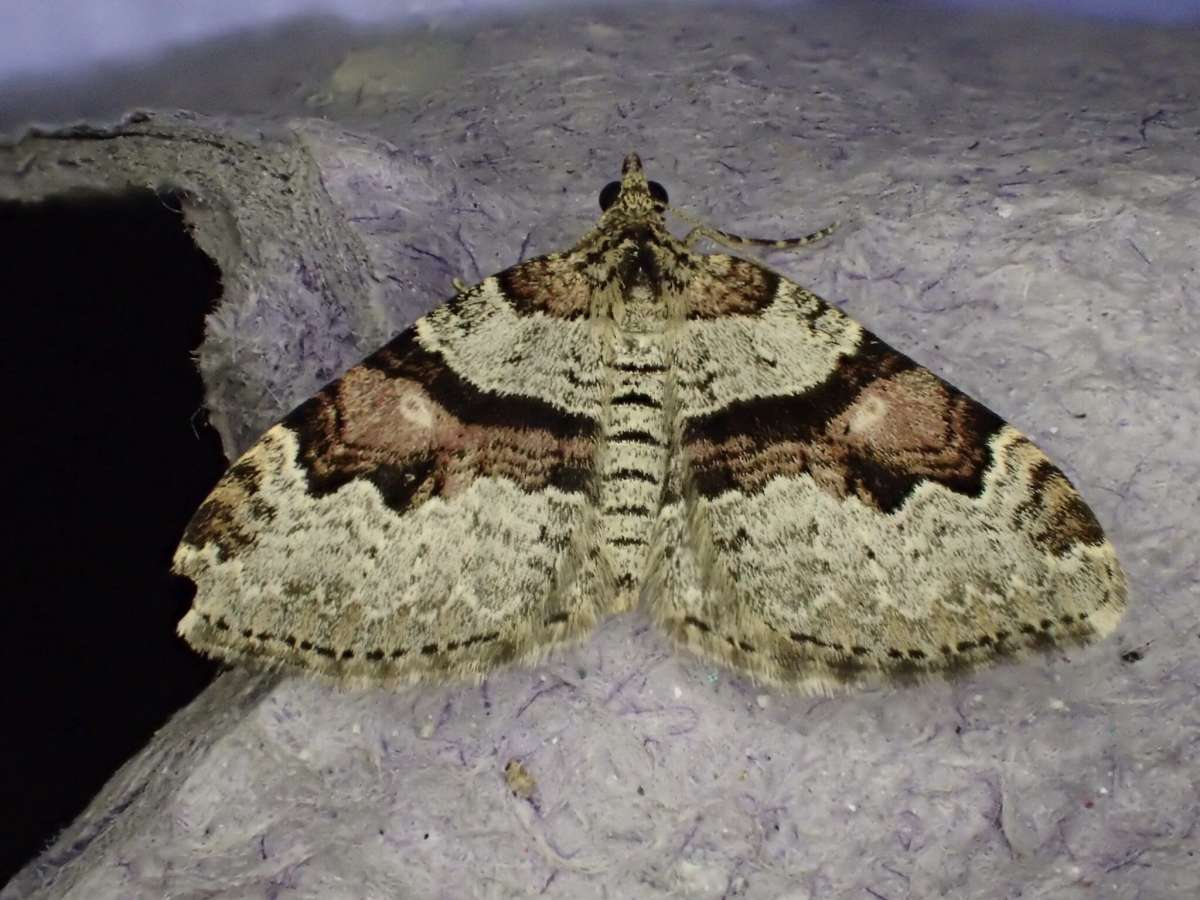 Flame Carpet (Xanthorhoe designata) photographed at Stodmarsh NNR  by Dave Shenton 