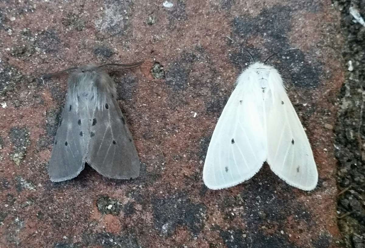 Muslin Moth (Diaphora mendica) photographed at Dartford  by Andrew Lawson