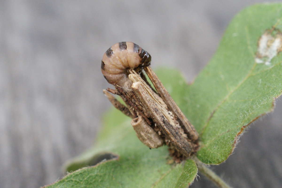 Common Bagworm (Psyche casta) photographed in Kent by Dave Shenton 