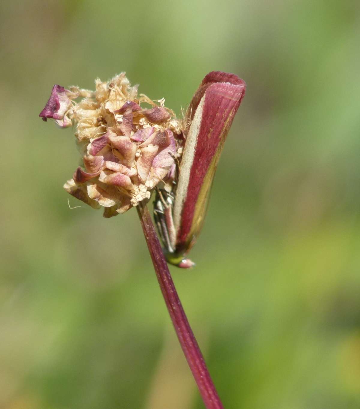 Rosy-striped Knot-horn (Oncocera semirubella) photographed in Kent by Allan Ward