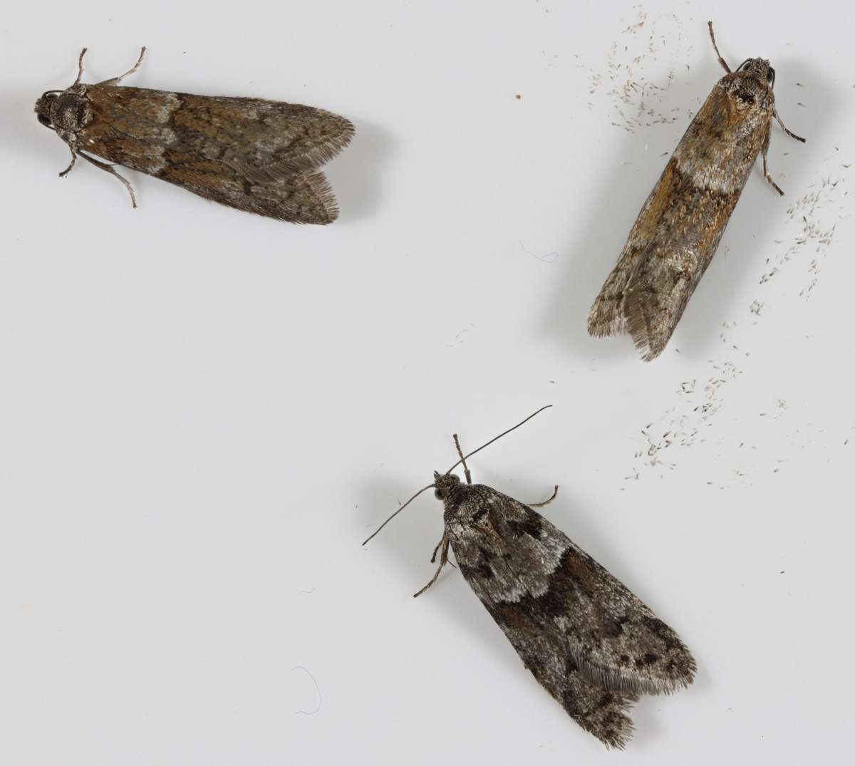 Winter Shade (Tortricodes alternella) photographed in Kent by Steve Cutt