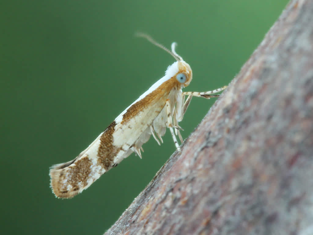 Cherry-fruit Moth (Argyresthia pruniella) photographed in Kent by David Beadle 