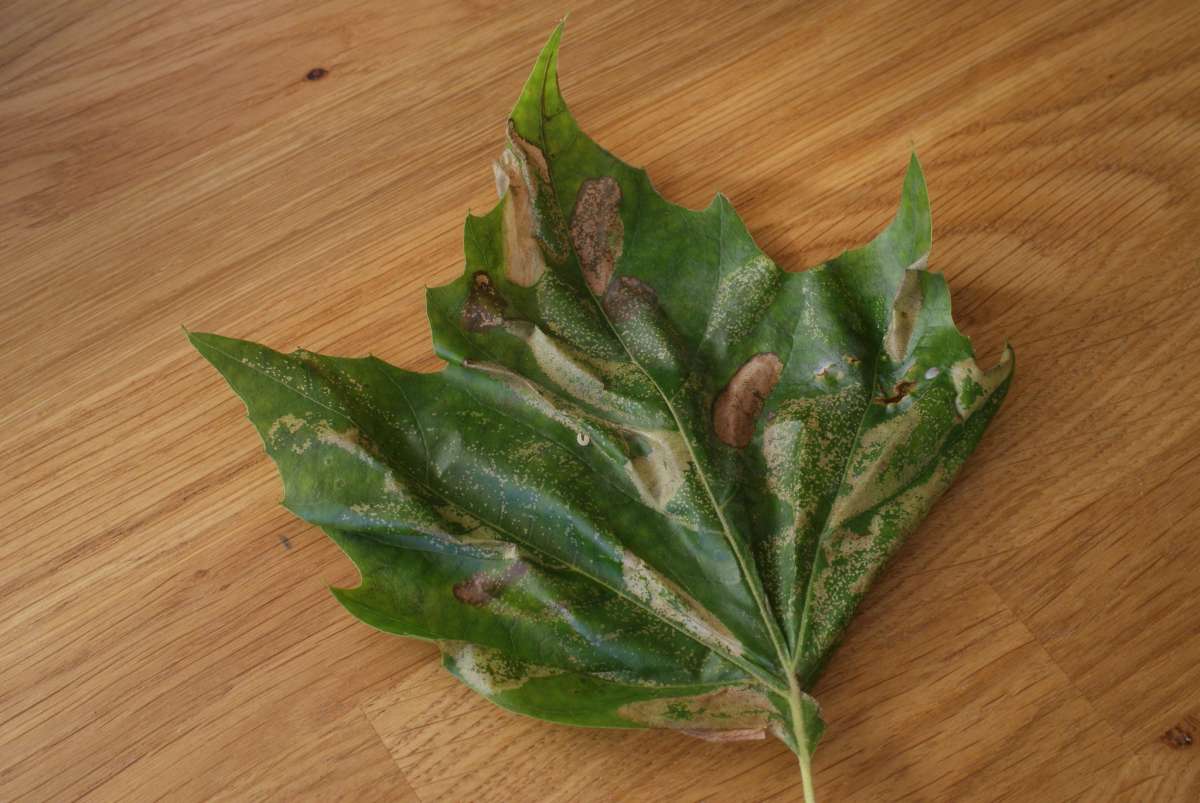 London Midget (Phyllonorycter platani) photographed in Kent by Dave Shenton 