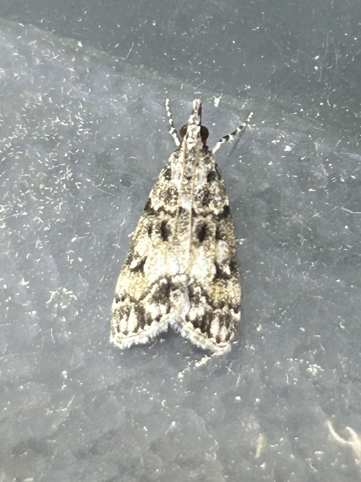 Little Grey (Eudonia lacustrata) photographed at Aylesham by Dave Shenton