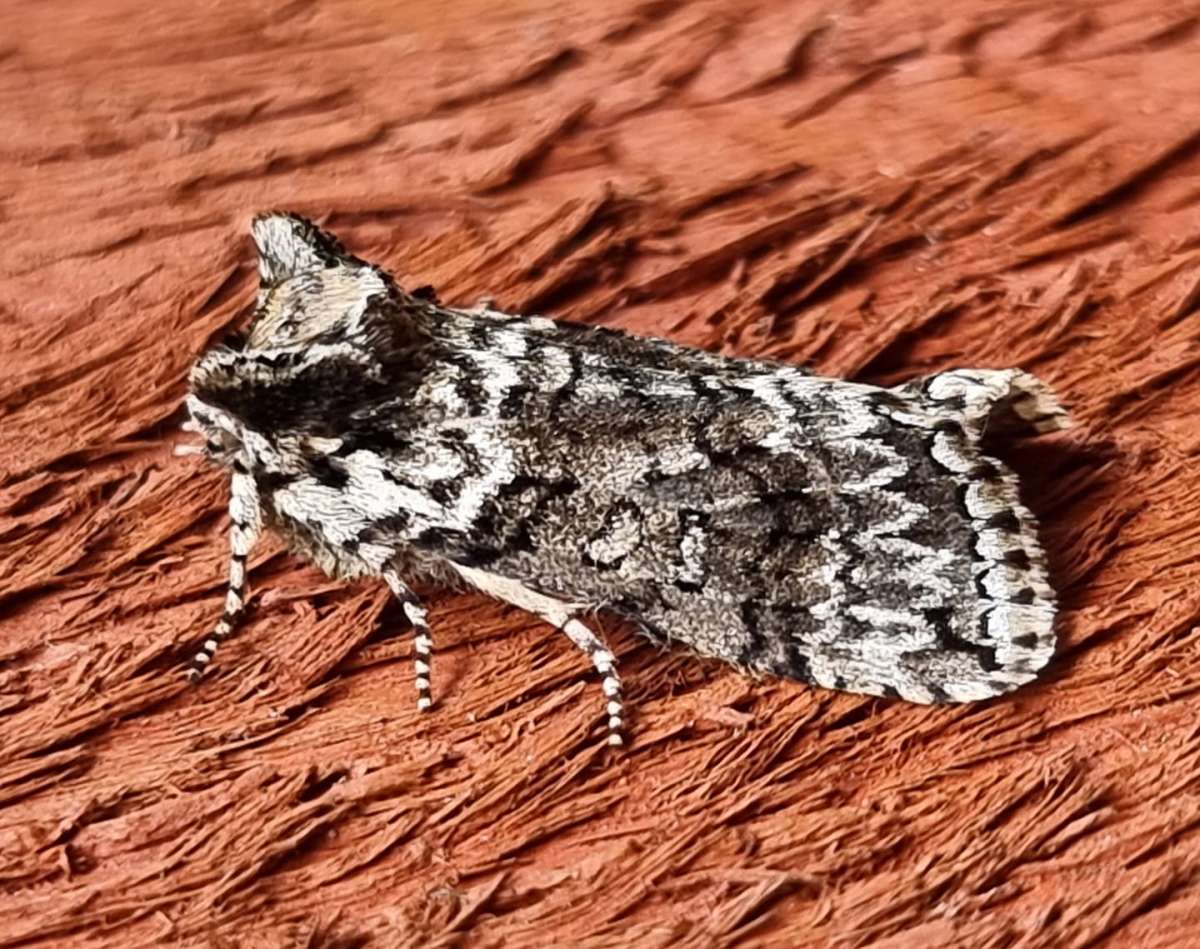 Frosted Green (Polyploca ridens) photographed at Ashford  by Leonard Cooper