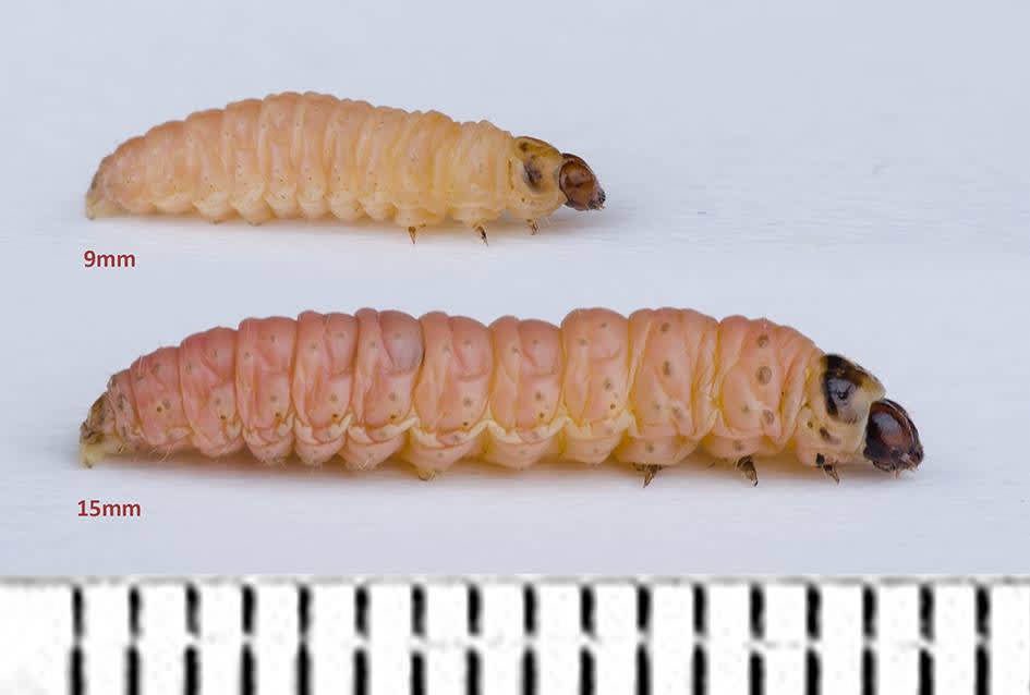 Saltmarsh Bell (Eucosma tripoliana) photographed at Shellness by Darren Taylor 