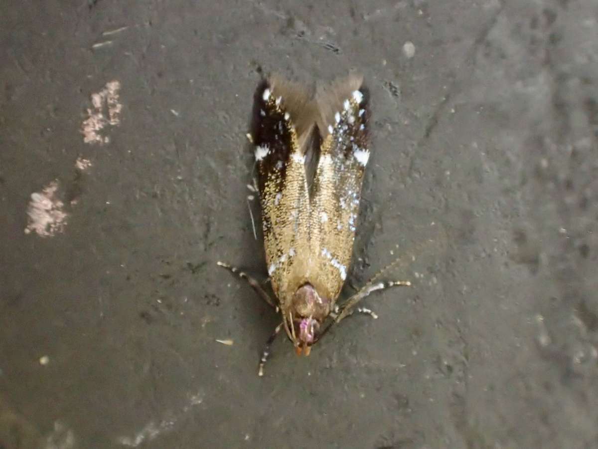 Bright Neb (Argolamprotes micella) photographed at Gusbourne Vineyard by Dave Shenton