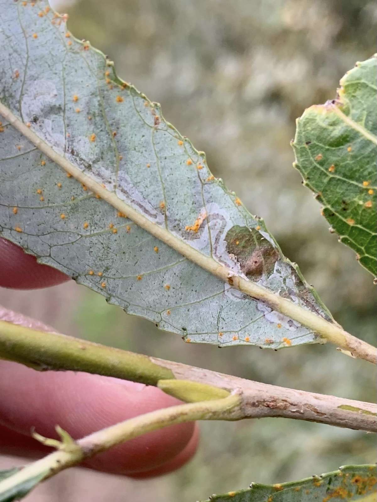 Willow Bent-wing (Phyllocnistis saligna) photographed in Kent by Oliver Bournat 