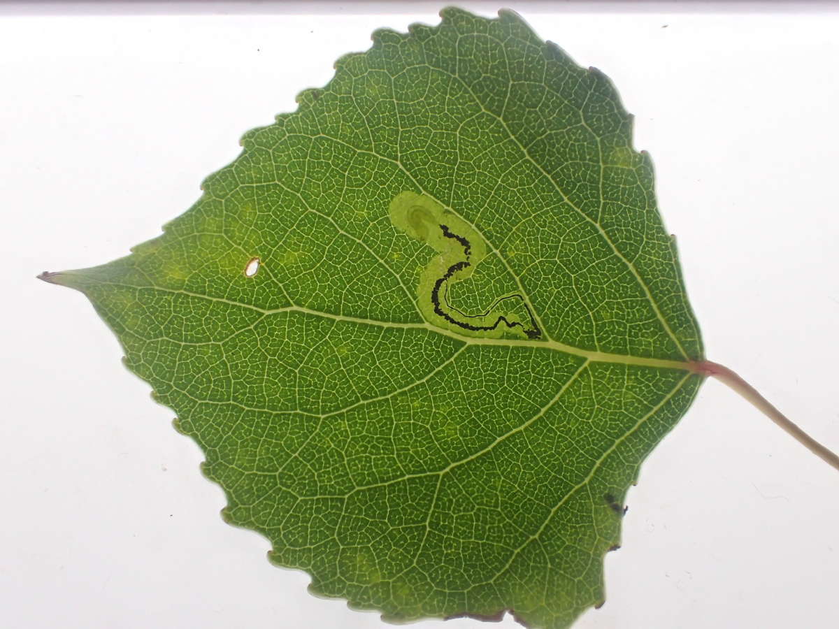 Black-poplar Pigmy (Stigmella trimaculella) photographed at Aylesham  by Dave Shenton