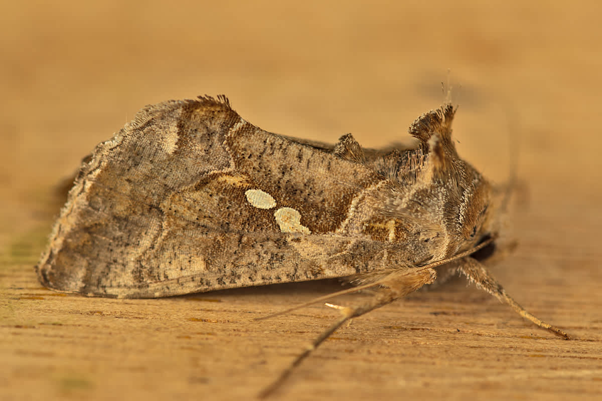 Golden Twin-spot (Chrysodeixis chalcites) photographed in Kent by Tony Morris 