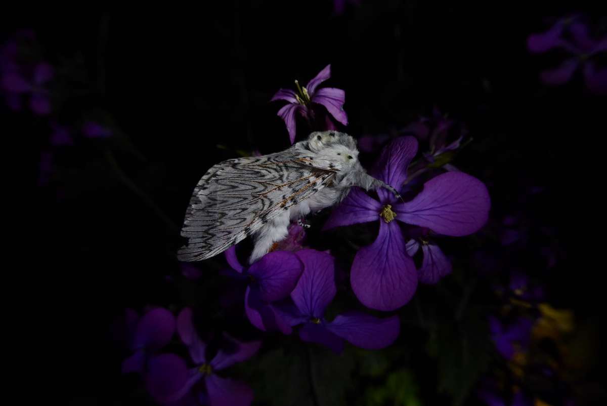 Puss Moth (Cerura vinula) photographed at Marden  by Virginia Gibbons