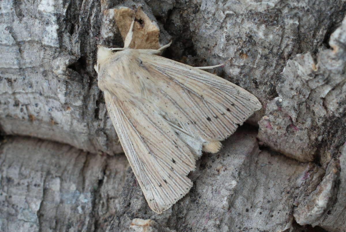 Southern Wainscot (Mythimna straminea) photographed at Aylesham  by Dave Shenton 