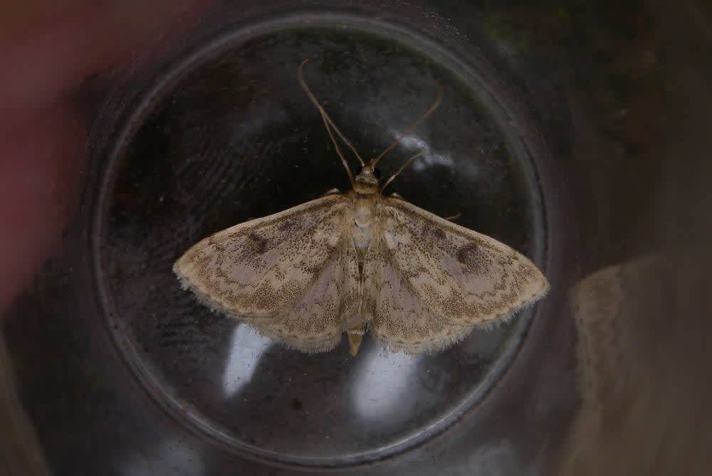 Fenland Pearl (Anania perlucidalis) photographed in Kent by Andrew Lawson 