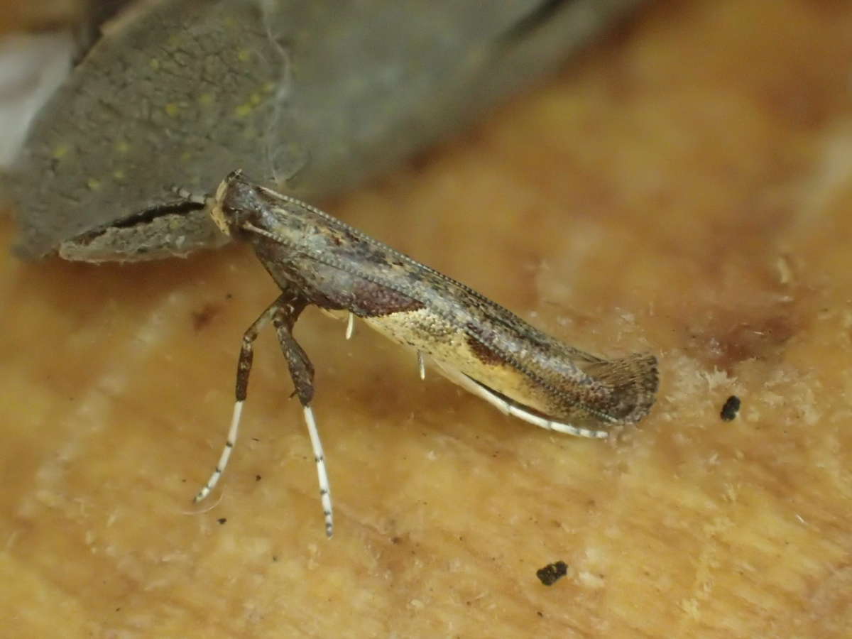 Hop Slender (Caloptilia fidella) photographed at Aylesham  by Dave Shenton 