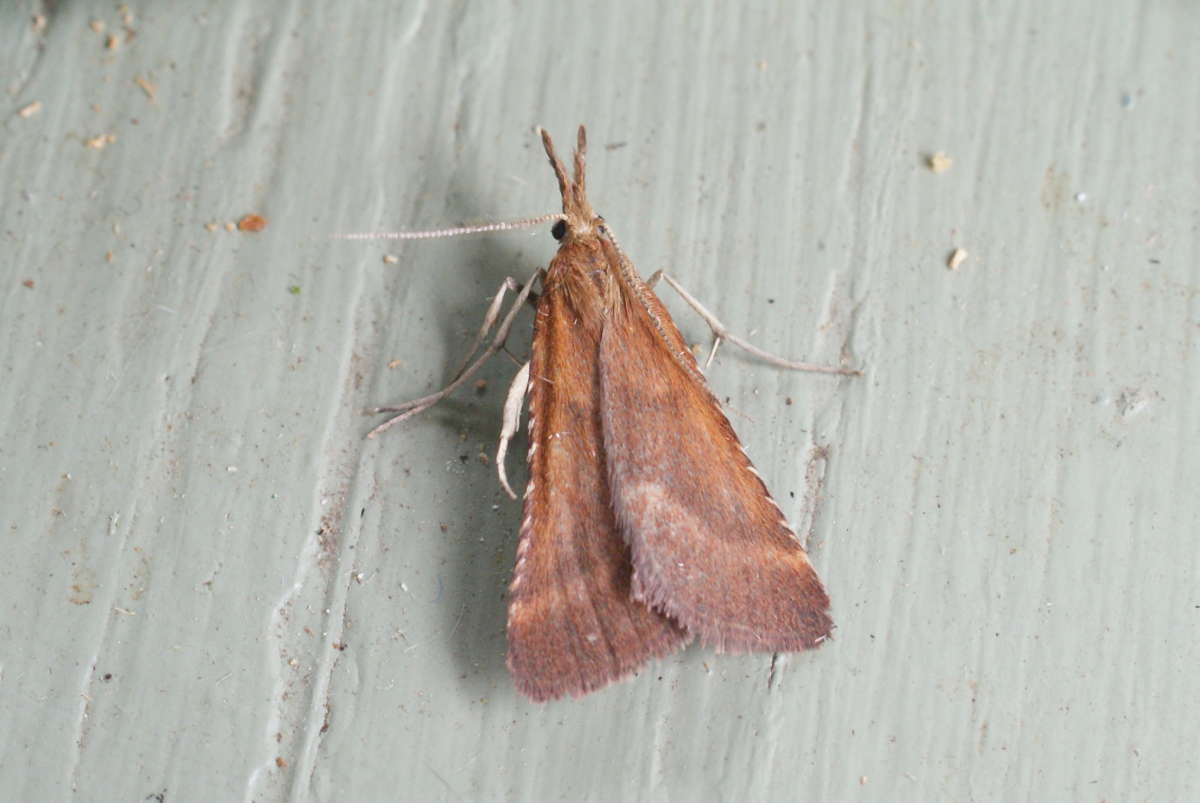 Long-legged Tabby (Synaphe punctalis) photographed in Kent by Dave Shenton 