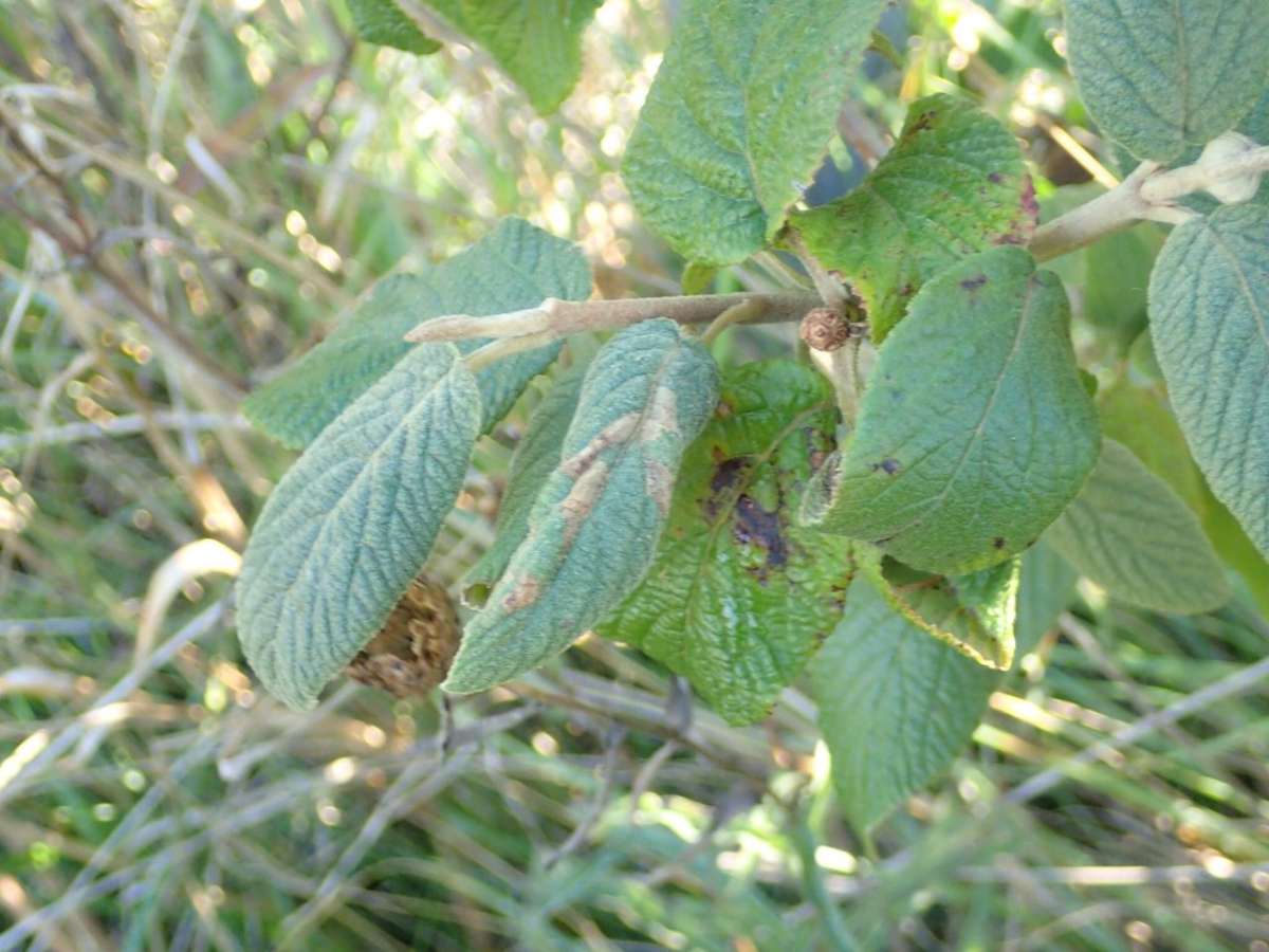 Viburnum Midget (Phyllonorycter lantanella) photographed in Kent by Dave Shenton 