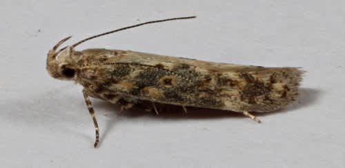 Beet Moth (Scrobipalpa ocellatella) photographed at Lydden by Steve Cutt