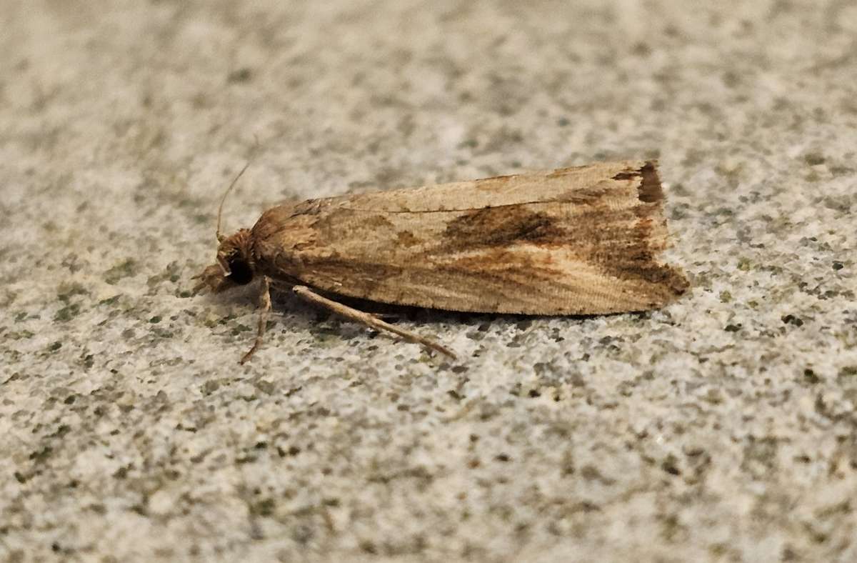 Blotched Marble (Endothenia quadrimaculana) photographed at Ashford  by Len Cooper 