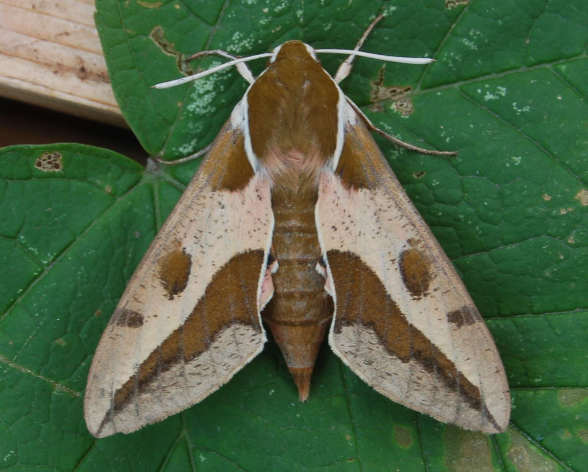 Spurge Hawk-moth (Hyles euphorbiae) photographed at Saltwood  by Paul Howe