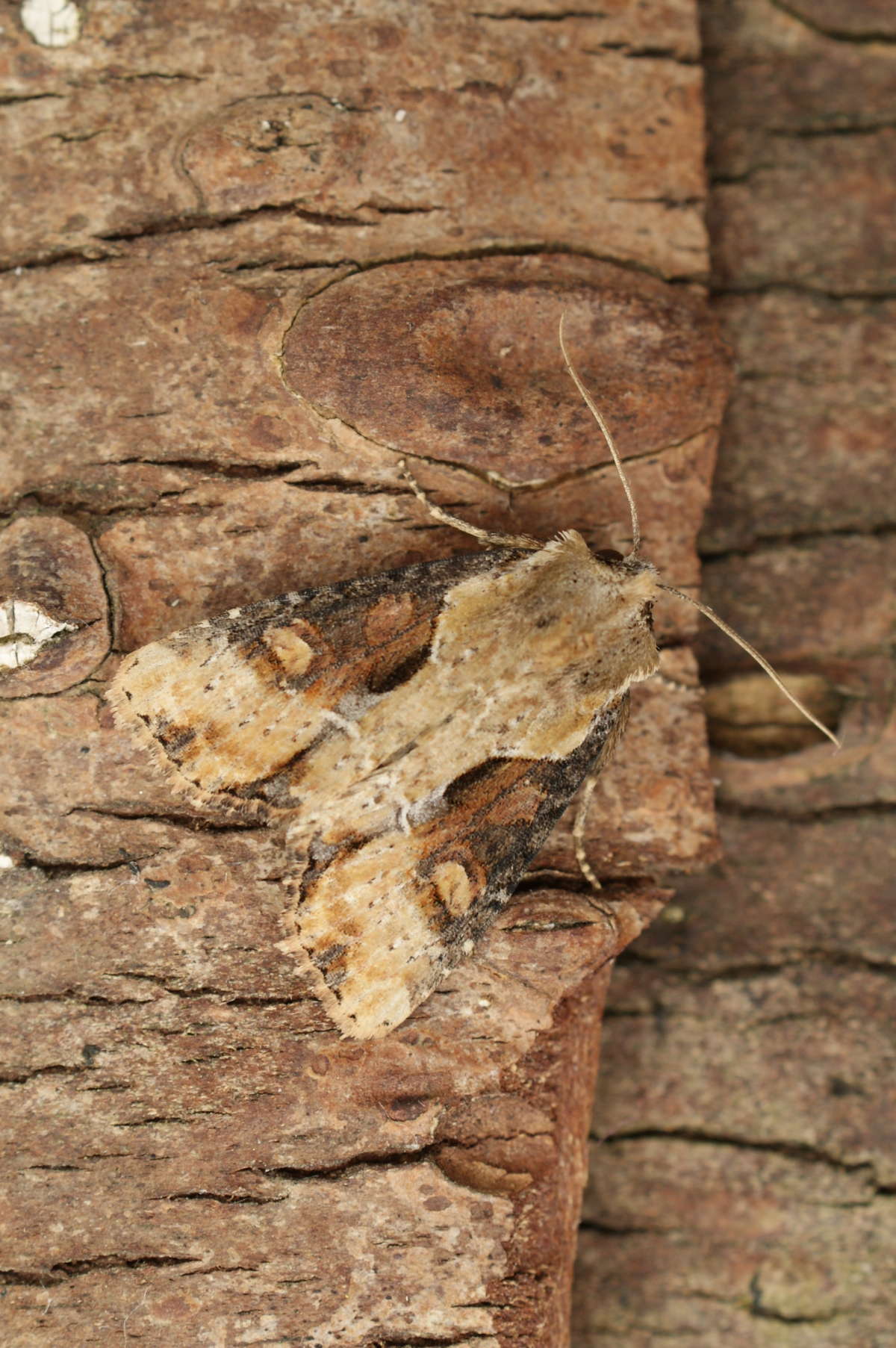 Double Lobed (Lateroligia ophiogramma) photographed at Aylesham  by Dave Shenton