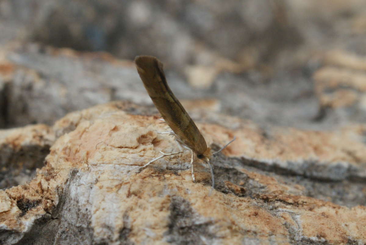 Golden Argent (Argyresthia goedartella) photographed at Aylesham  by Dave Shenton 