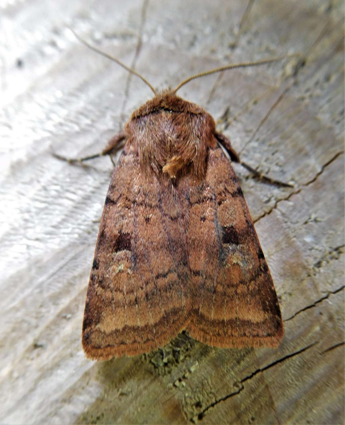 Small Square-spot (Diarsia rubi) photographed in Kent by John Dale