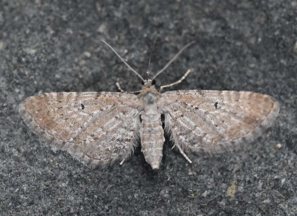 Satyr Pug (Eupithecia satyrata) photographed at Near Sevenoaks  by Ross Newham 