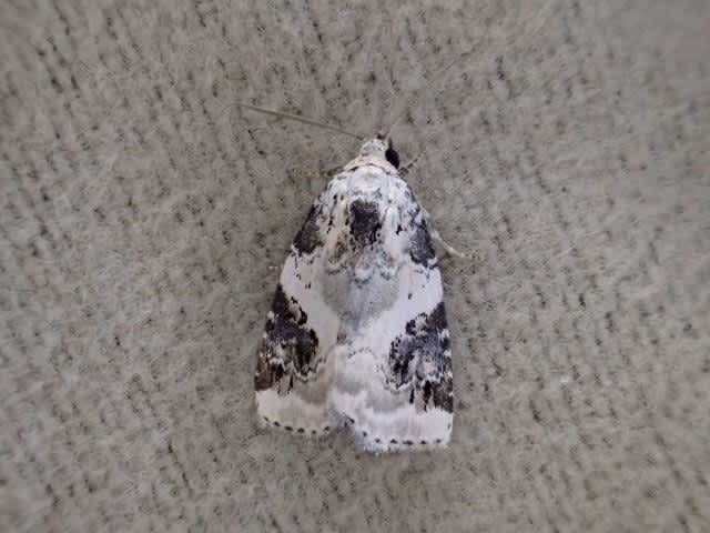 Shining Marbled (Pseudeustrotia candidula) photographed at Sandwich Bay by Ian Hunter