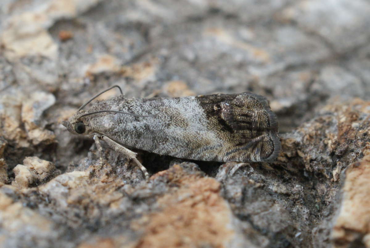 Marbled Piercer (Cydia splendana) photographed at Aylesham  by Dave Shenton 