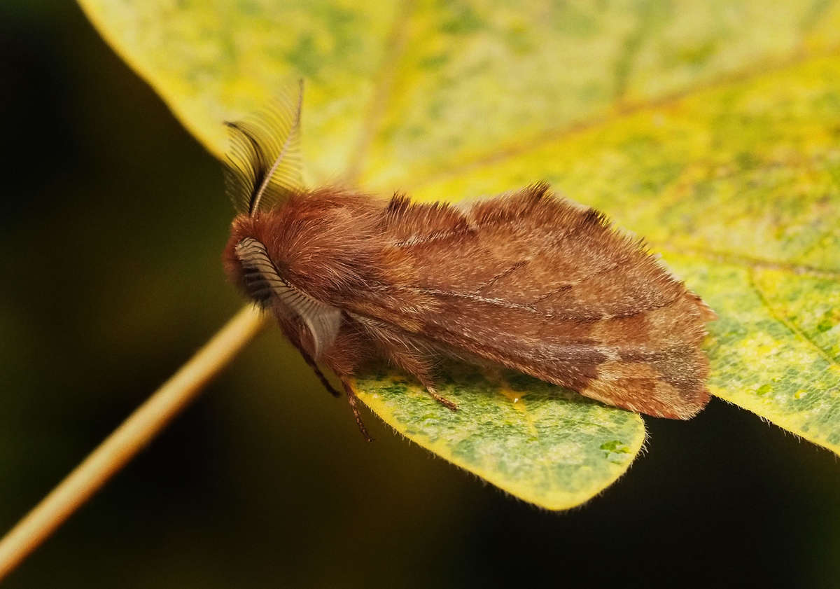 Plumed Prominent (Ptilophora plumigera) photographed in Kent by Simon Warry